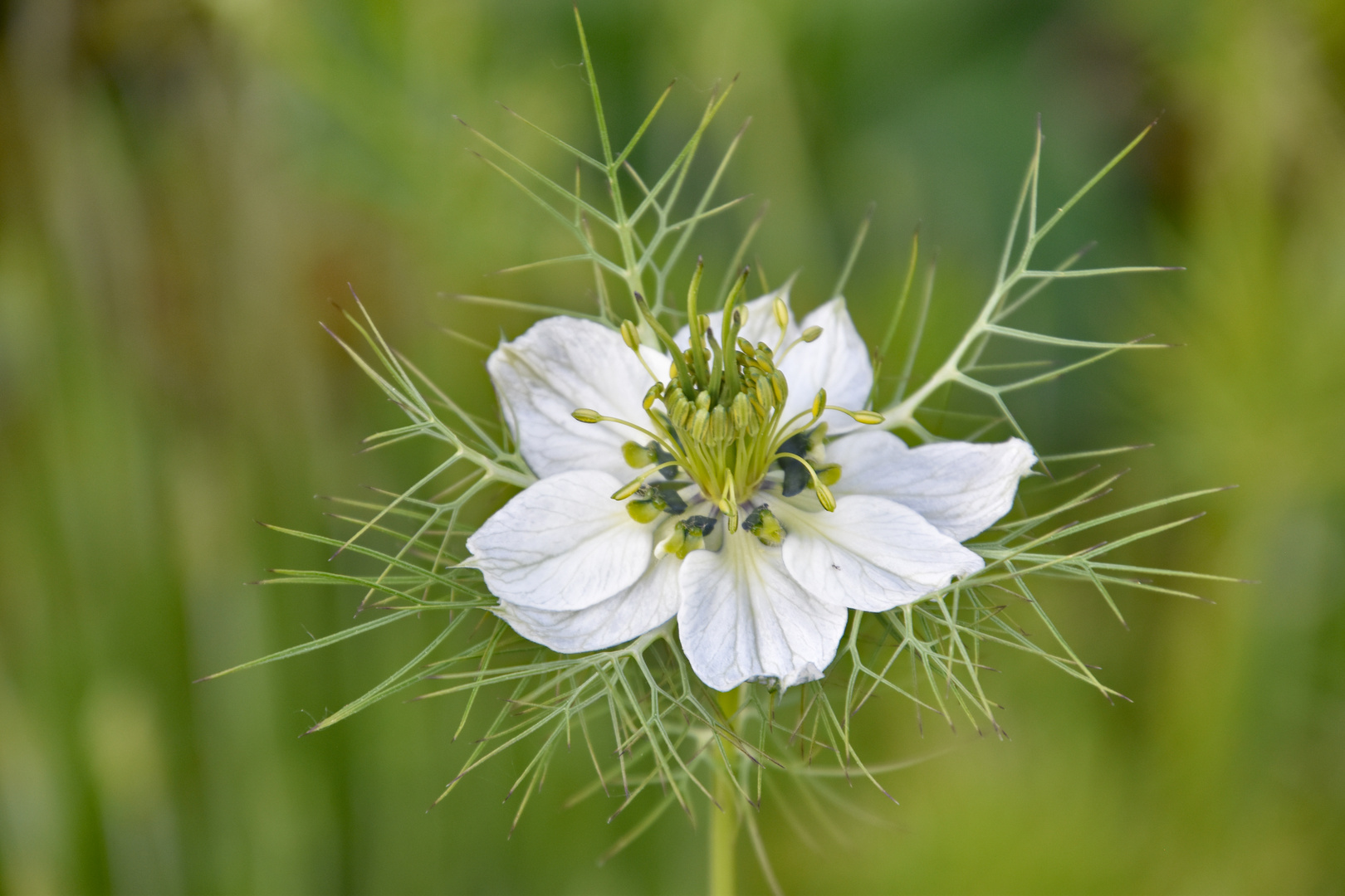 Nigella