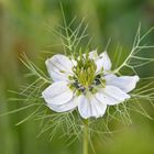 Nigella