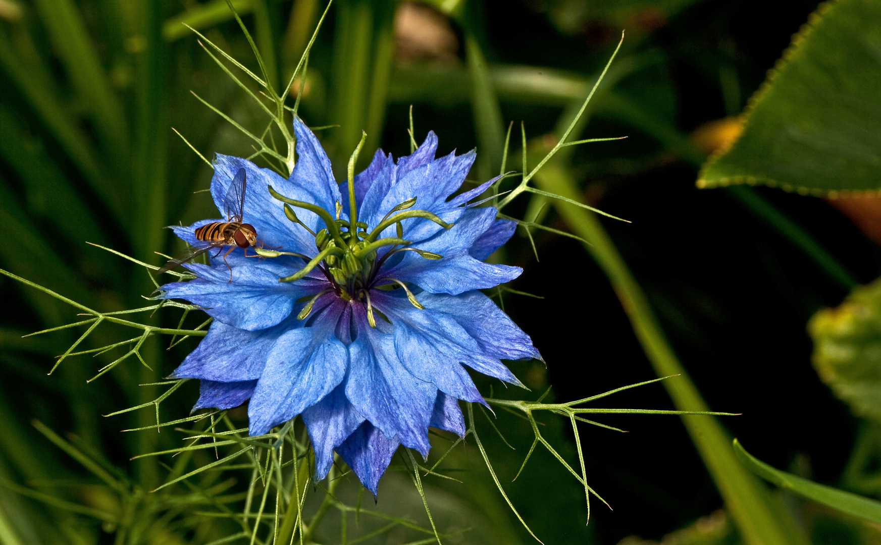 Nigella