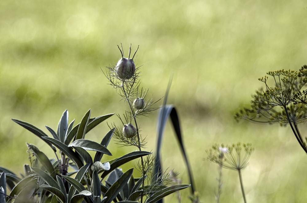 Nigella an Salbei 