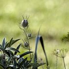 Nigella an Salbei 