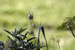 Nigella an Salbei 