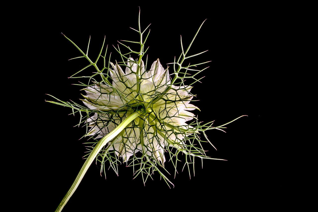 NIGELLA