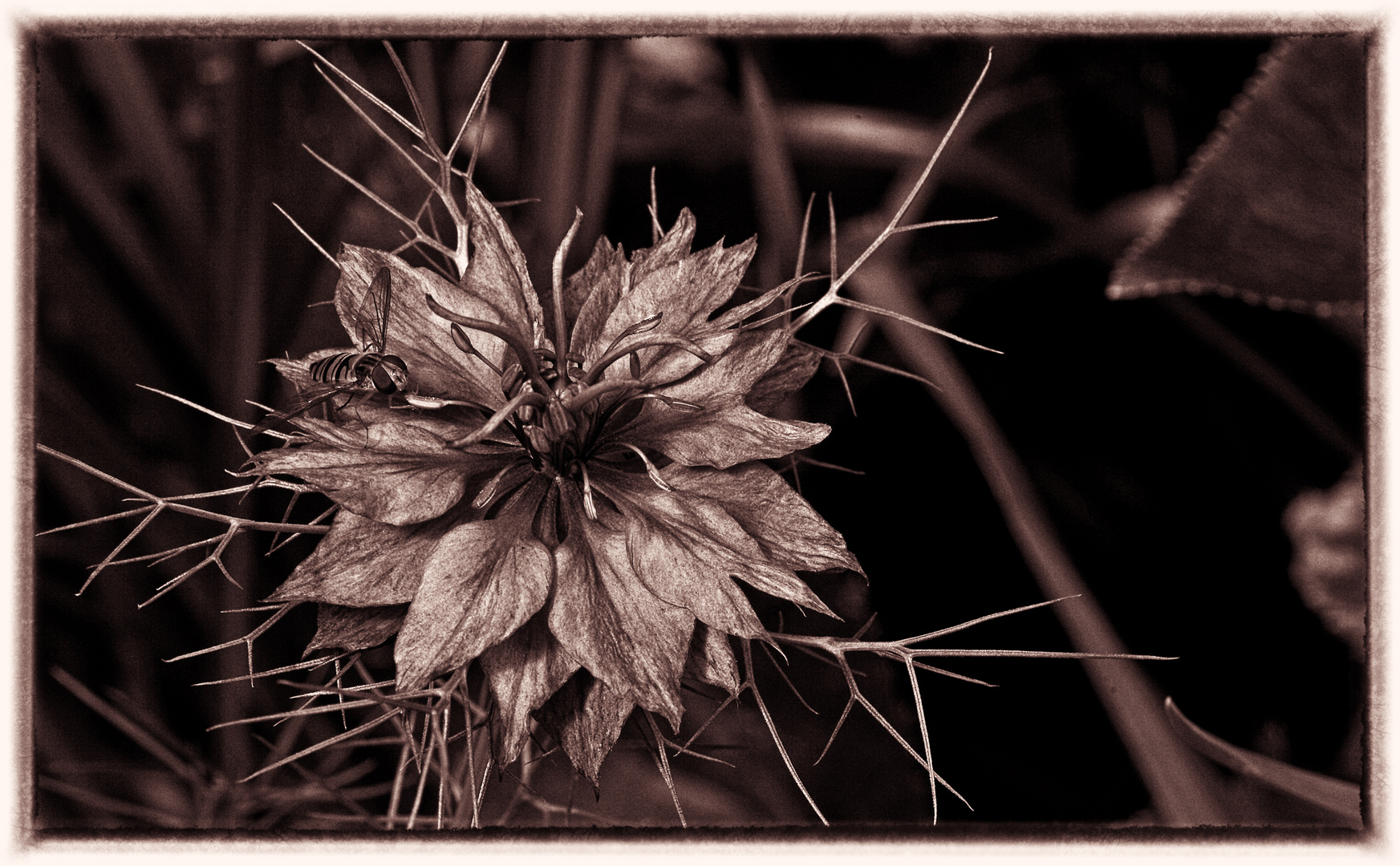 Nigella