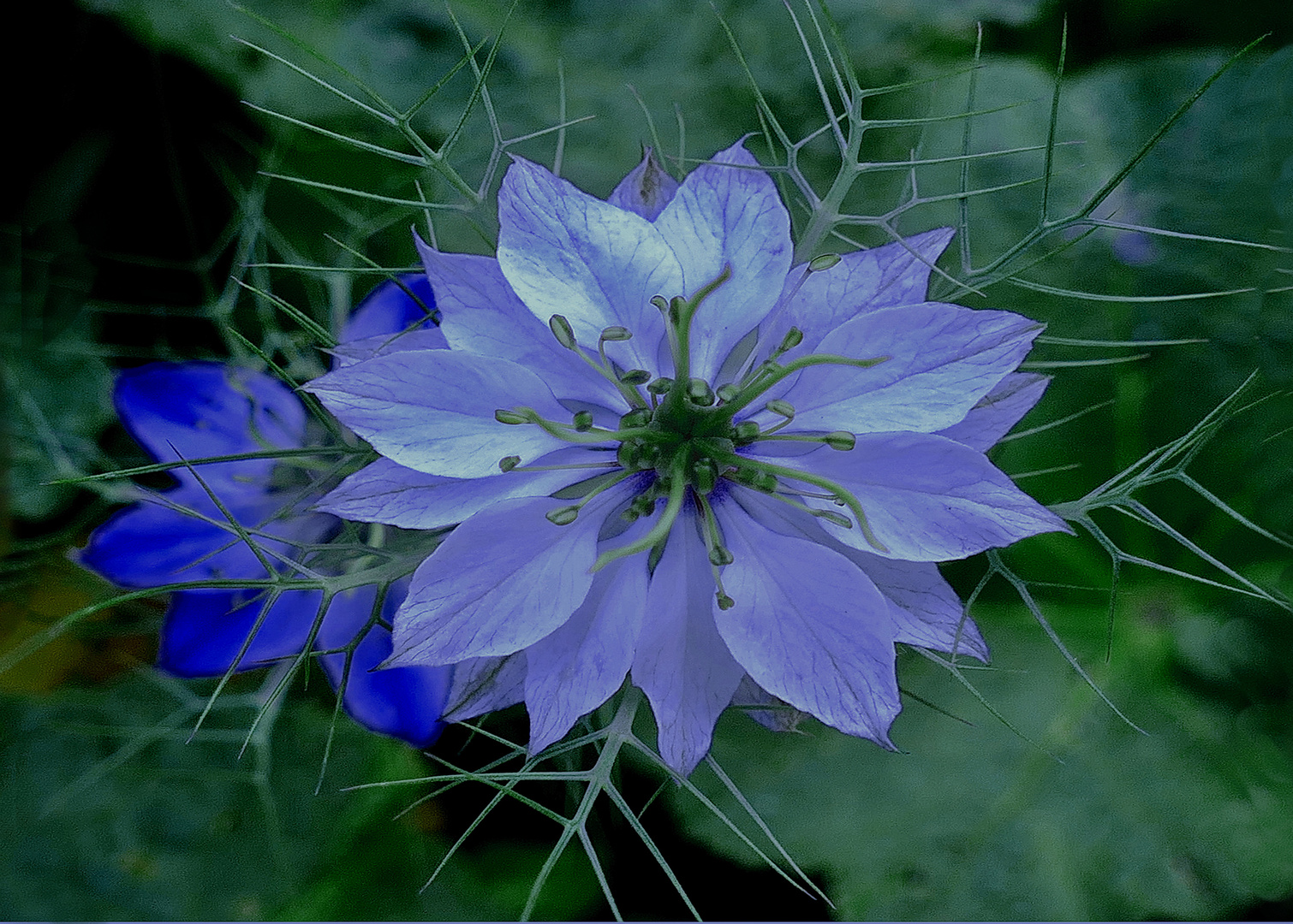 Nigella     