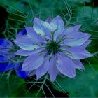 Nigella     