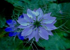 Nigella     