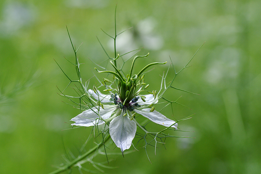 Nigella damascena...