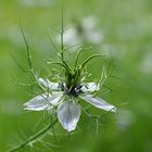 Nigella damascena...