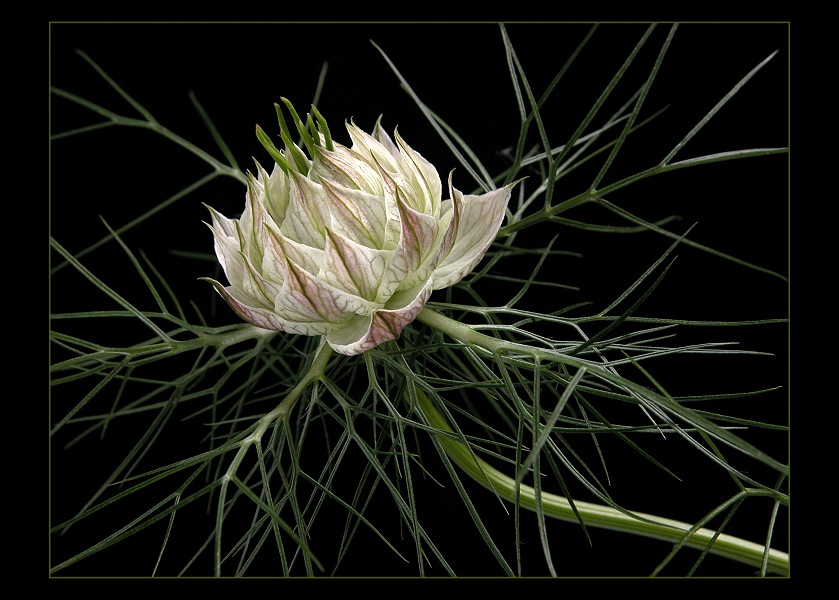 Nigella damascena