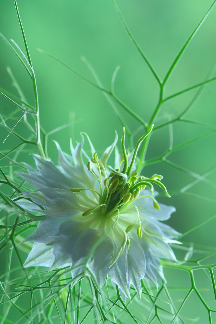 Nigella damascena