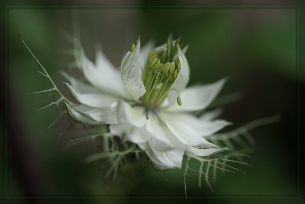 ... nigella damascena ... (2)