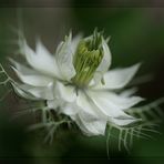 ... nigella damascena ... (2)