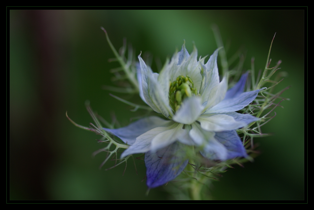 ... nigella damascena ... (3)