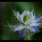 ... nigella damascena ... (3)