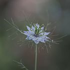 Nigella damascena