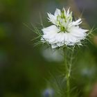 Nigella Damascena