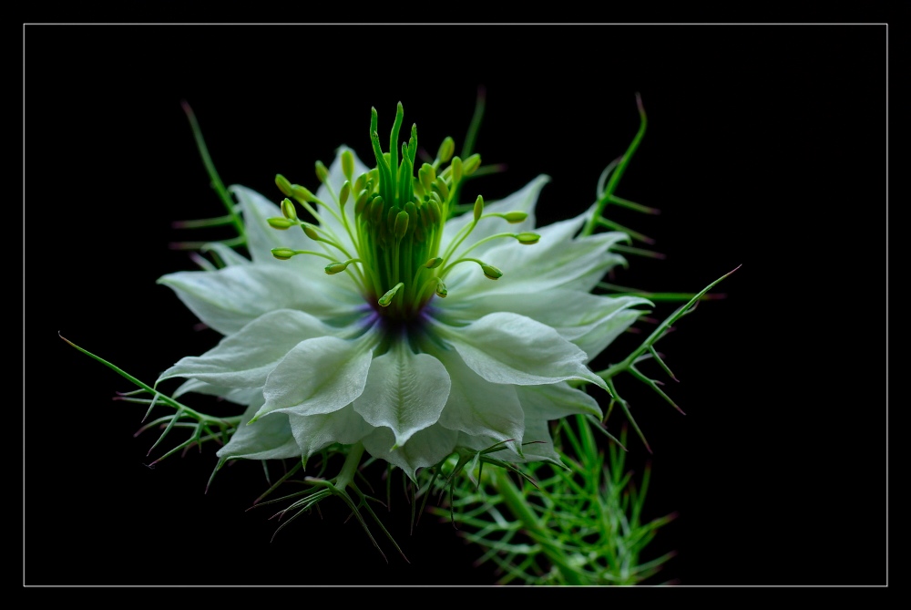 ... nigella damascena ... (4)