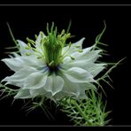 ... nigella damascena ... (4)