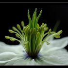 ... nigella damascena ... (5)