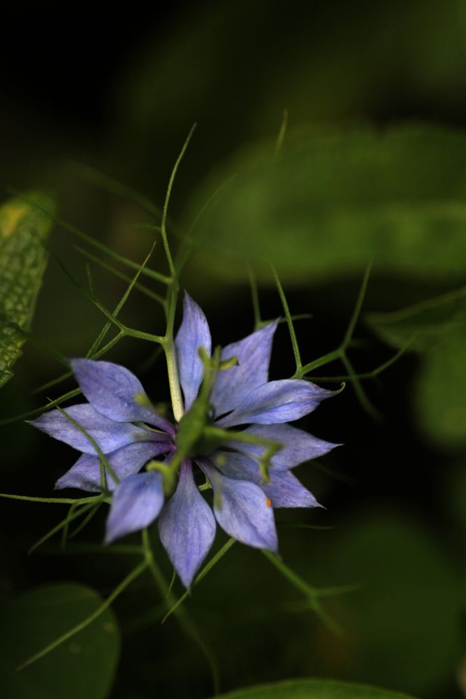 Nigella damascena