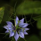 Nigella damascena