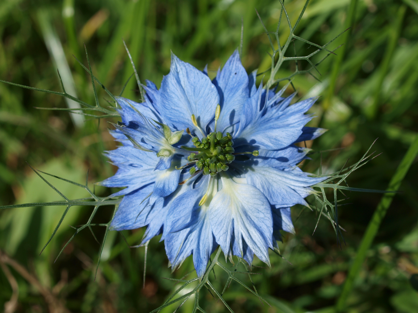 Nigella damascena