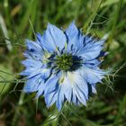 Nigella damascena