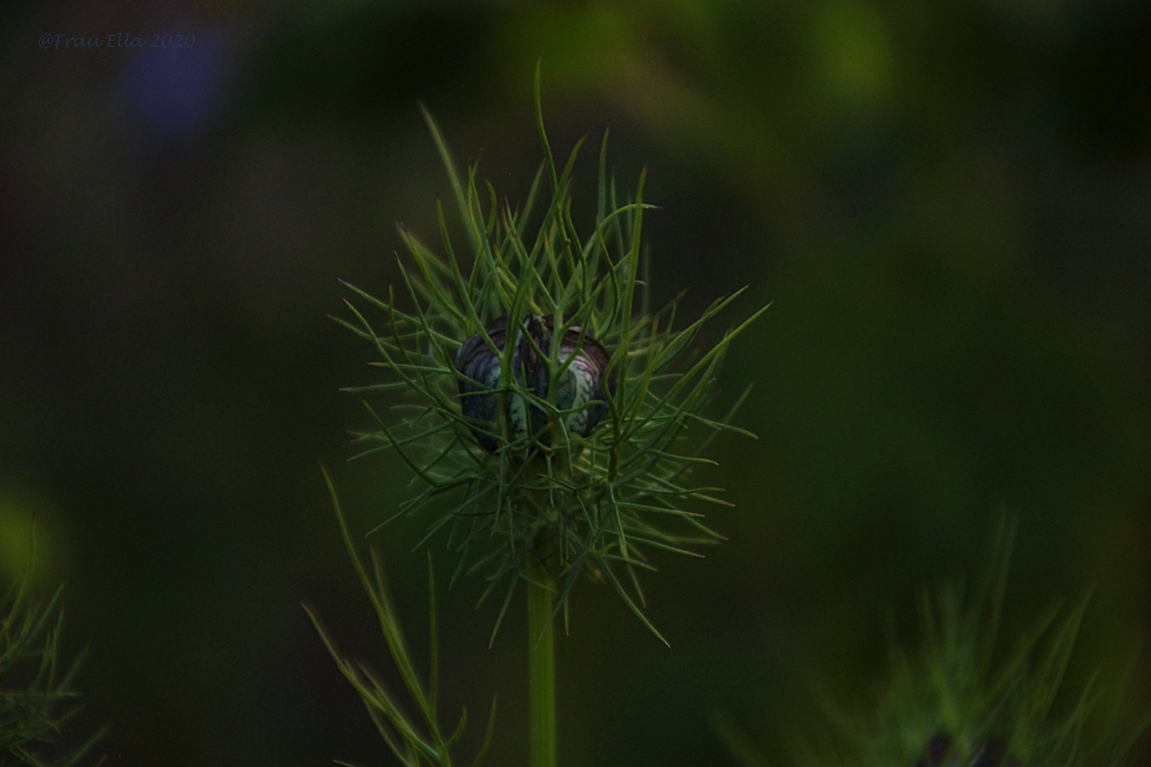 Nigella damascena