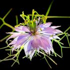 Nigella Damascena