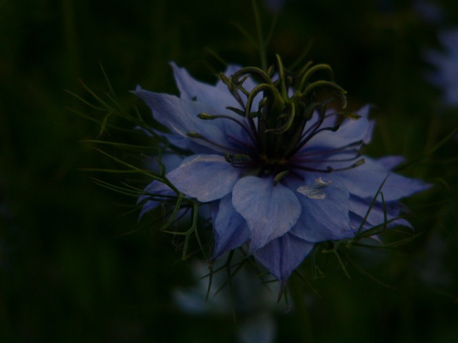 nigella damascena