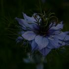 nigella damascena