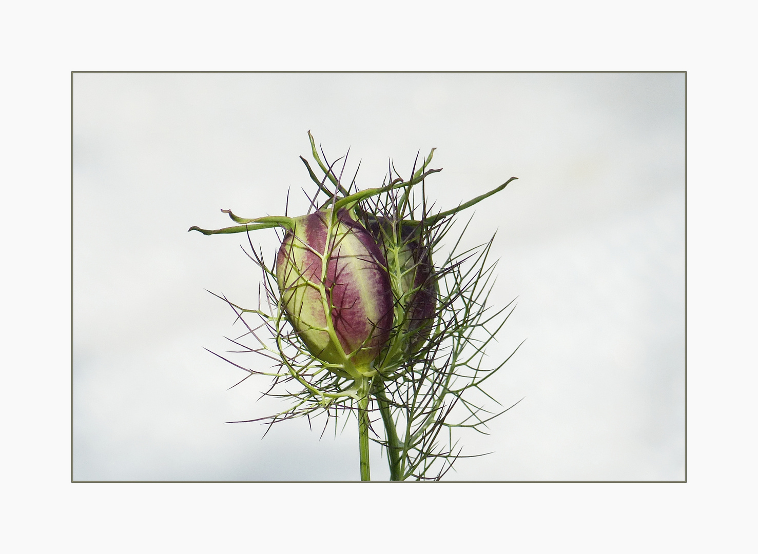 Nigella damascena