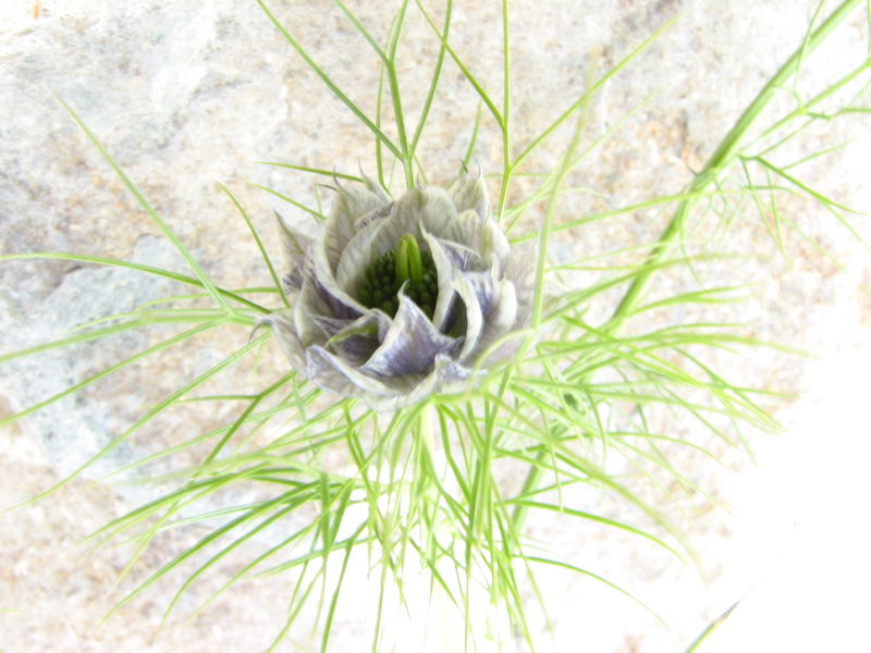 Nigella damascena