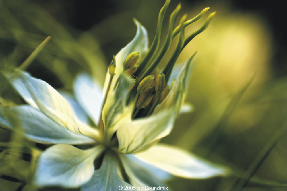 Nigella damascena