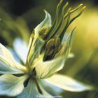 Nigella damascena