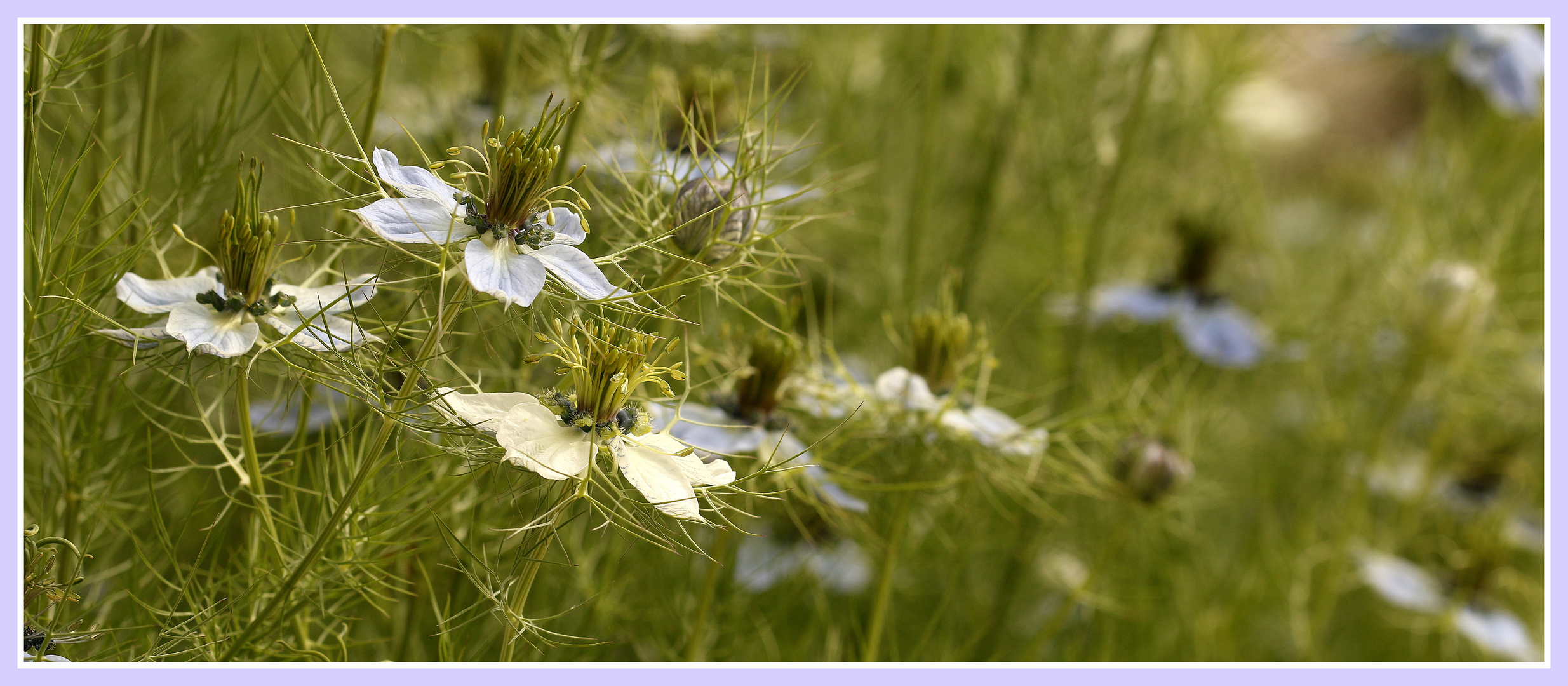 Nigella damascena 