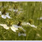 Nigella damascena 