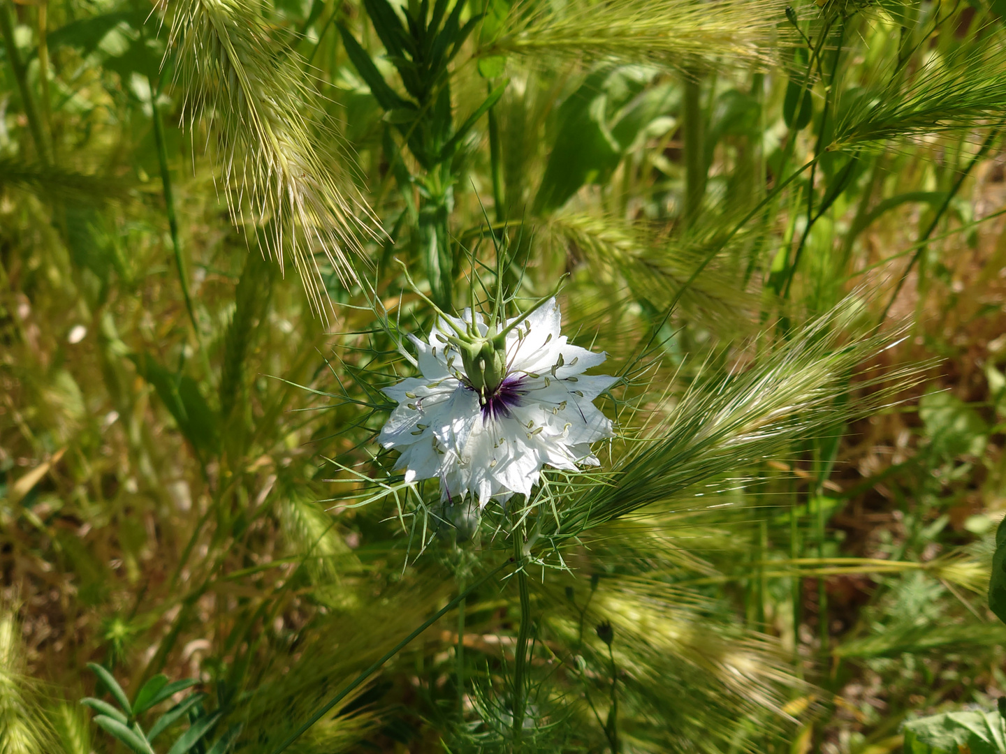 Nigella damascena