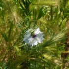 Nigella damascena