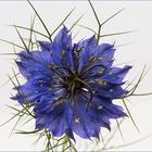 Nigella damascena - Braut in den Haaren - Jungfer..