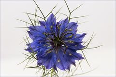 Nigella damascena - Braut in den Haaren - Jungfer..