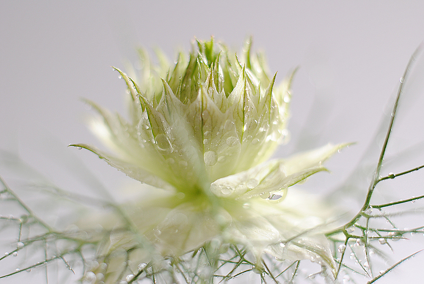 Nigella damascena