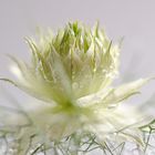 Nigella damascena