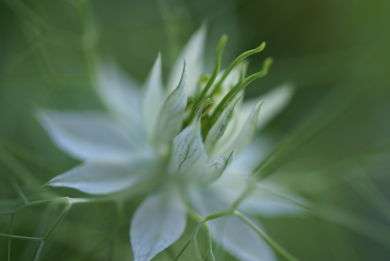 nigella damascena