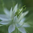 nigella damascena