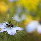 Nigella damascena