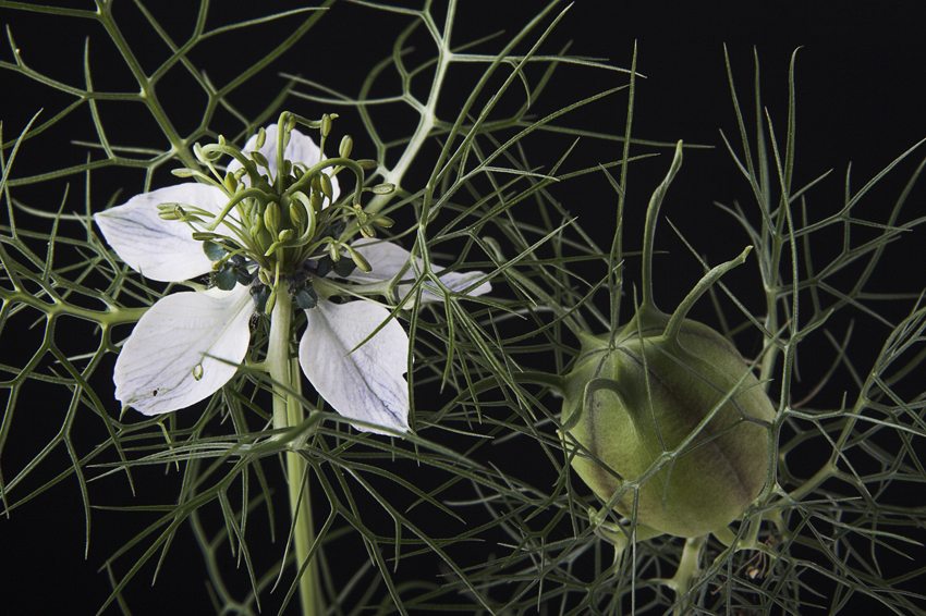 Nigella damascena