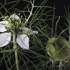 Nigella damascena