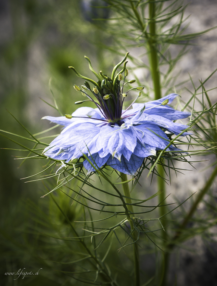 Nigella Damascena